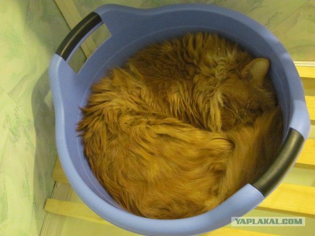 Котовторник 12.07.2016