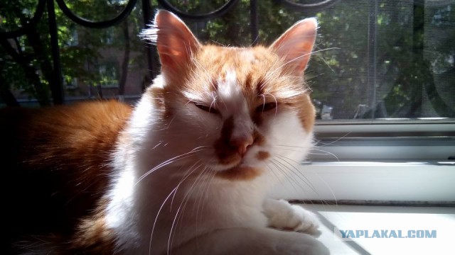 Котовторник 06.09.2016
