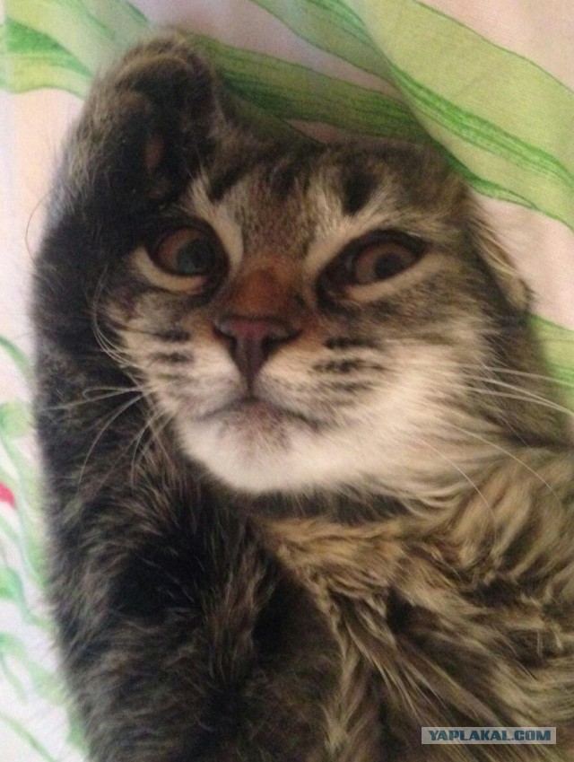 Кошка защищает котенка от кошмара.