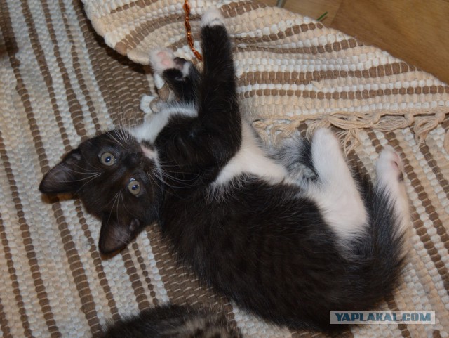 Отдаем котят
