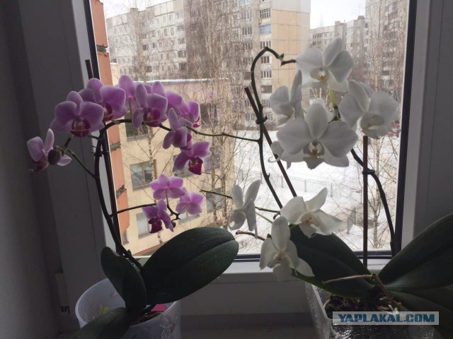 Сад дома.