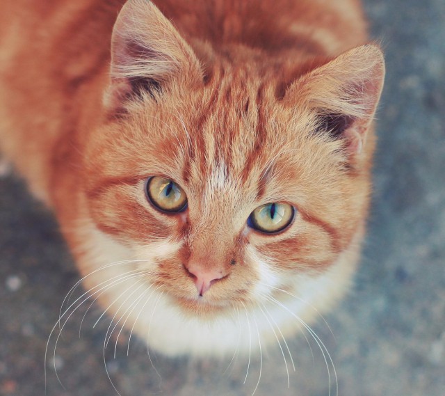 Коты и Кошки