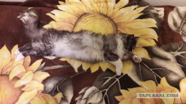 Он лежал возле гаражей в 2-х метрах от мусорного бака...