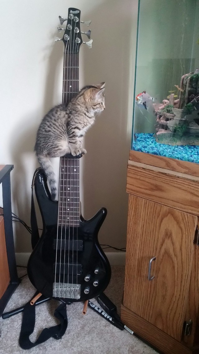 Коты и Кошки