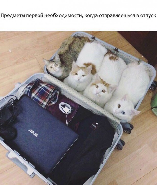 Картинки