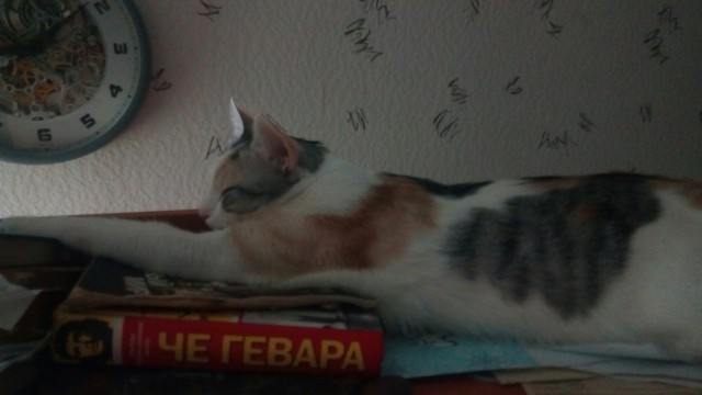 Котовторник 03.10.17.