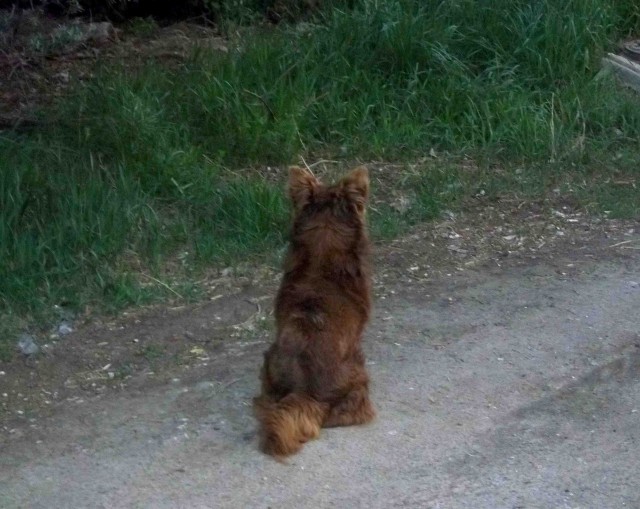 Собака третий год ждет хозяина у дорожного знака в Приморье