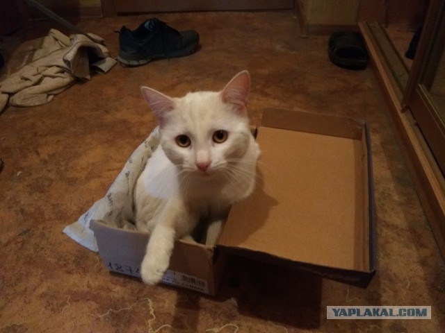 Котовторник 16.01.2018