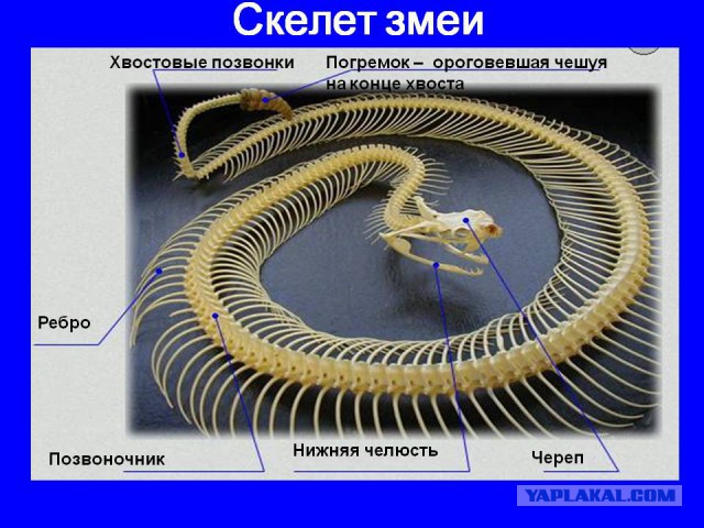 Смертельная битва