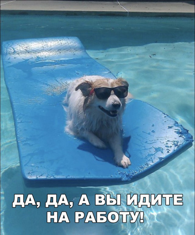 Живность из сети