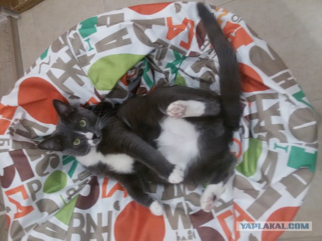 Котовторник 13.03.2018