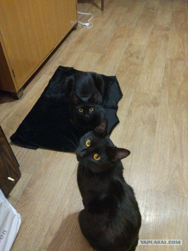 Котовторник 24.04.2018