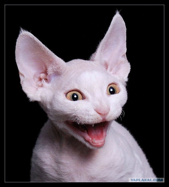 Ура, котовторник! (01.07.2008)