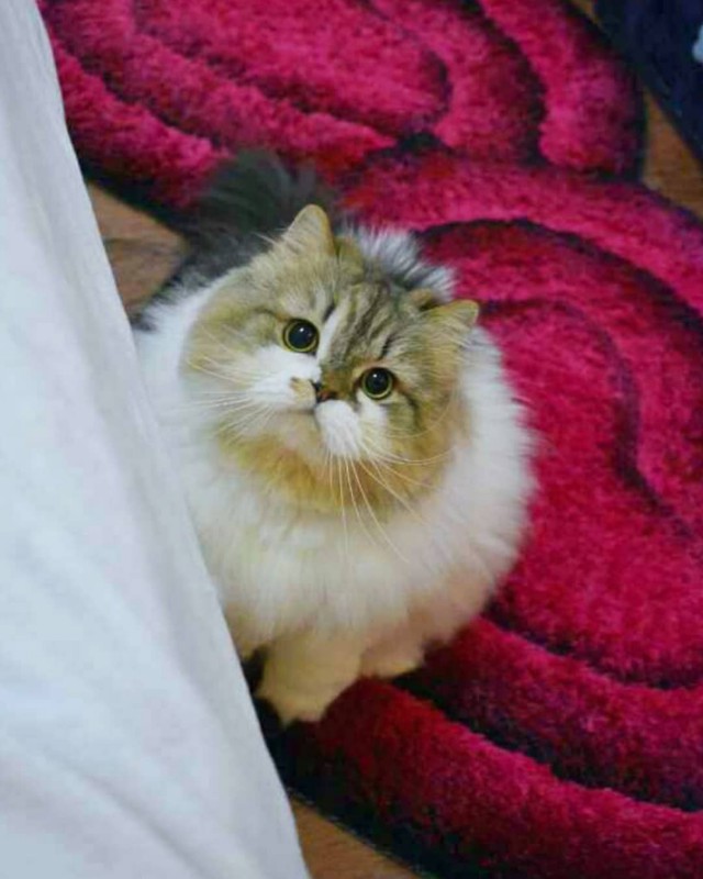 Прикольных котов пост