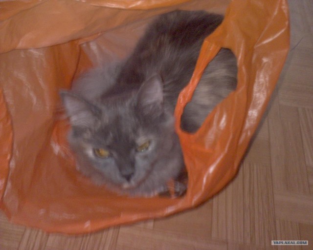 Котовторник!