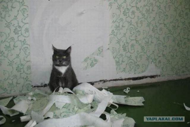 Котовторник: Кошки и ягнёнок