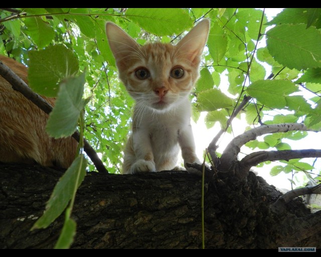Котовторник 06.09.11