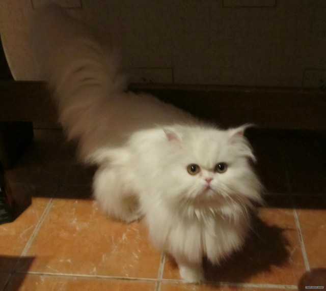 Первый котовторник октября
