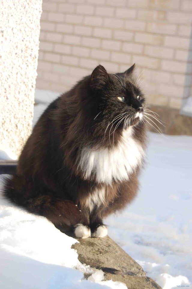 Котовторник 1.11.11