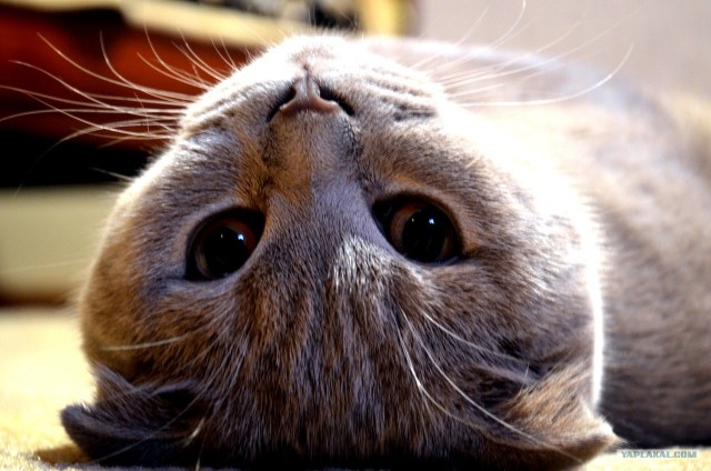 Котовторник 22.11.11