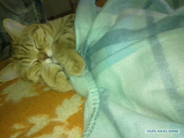 Котовторник (10.01.2012)