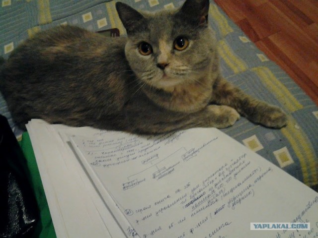 Котовторник (14.02.2012)