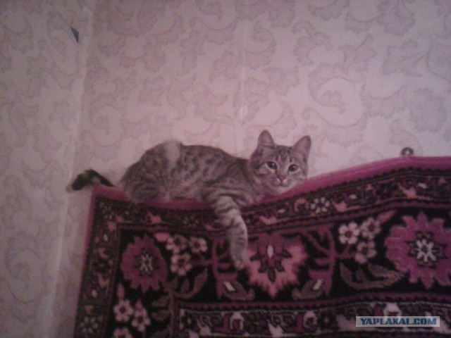 Котовторник! 13.03.2012