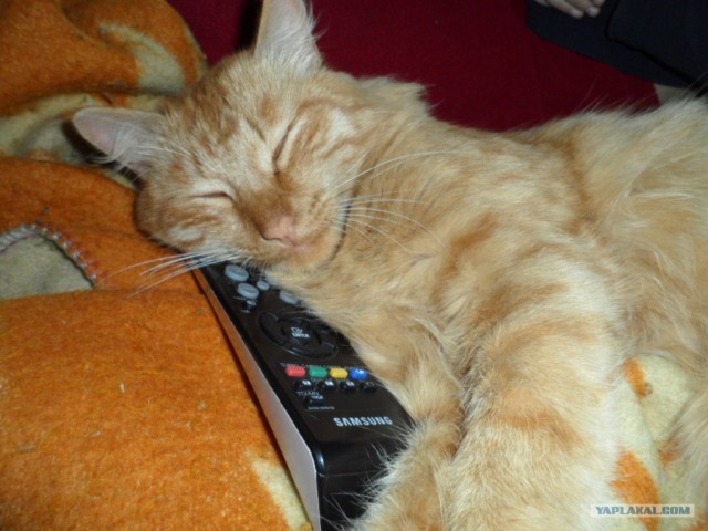 Котовторник 1 мая 2012