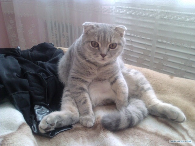 Котовторник 22.05.2012