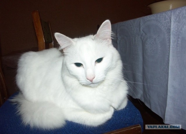 Котовторник 07.08.2012