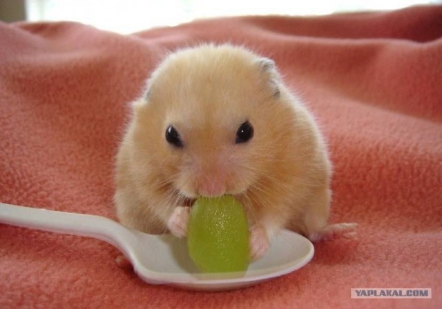 Застукали на месте преступления