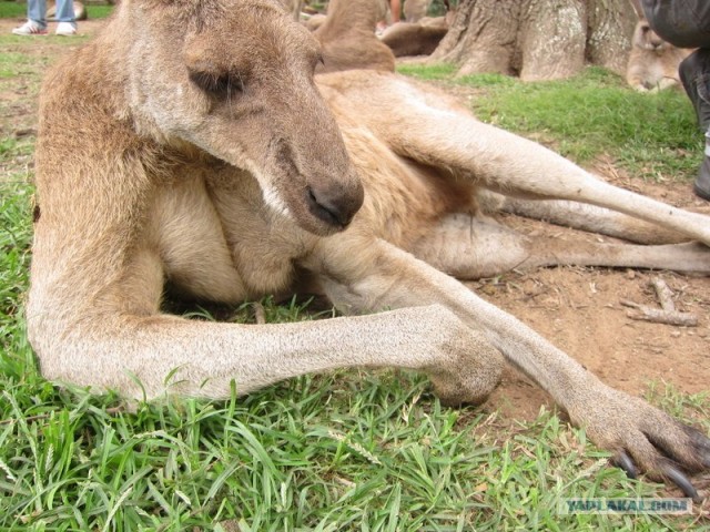 Крошка, иди ко мне