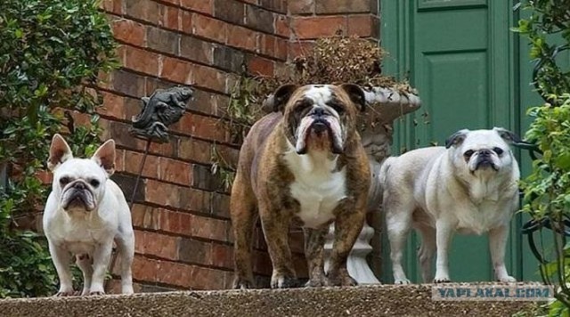 Лучшие друзья навсегда