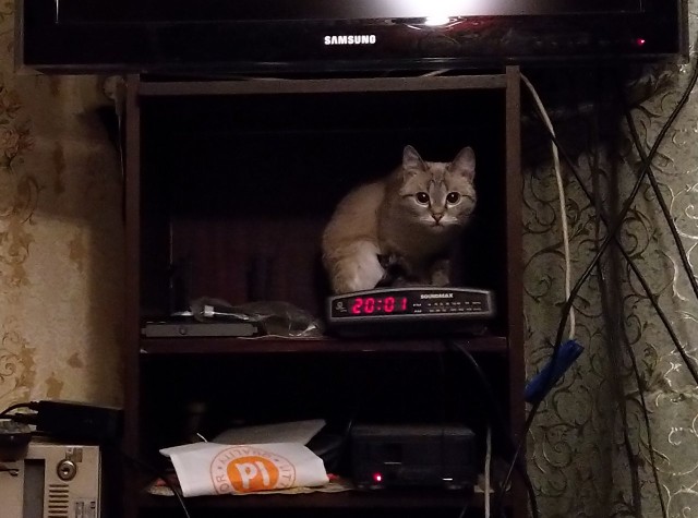 8 основных законов котиков