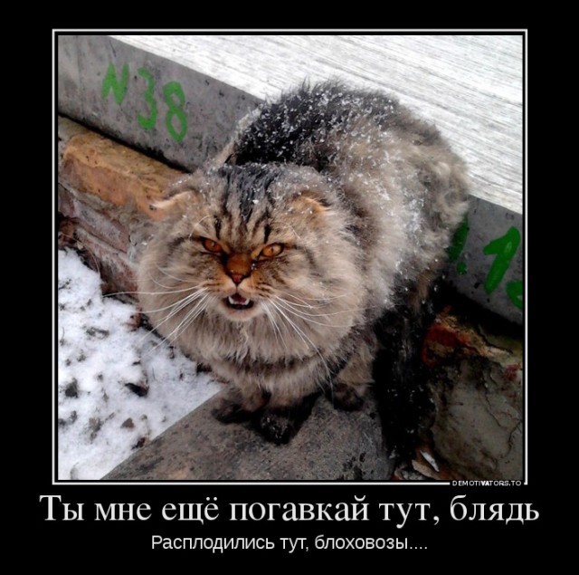 Самая недовольная морда: хаски, который принес своей хозяйке миллионы