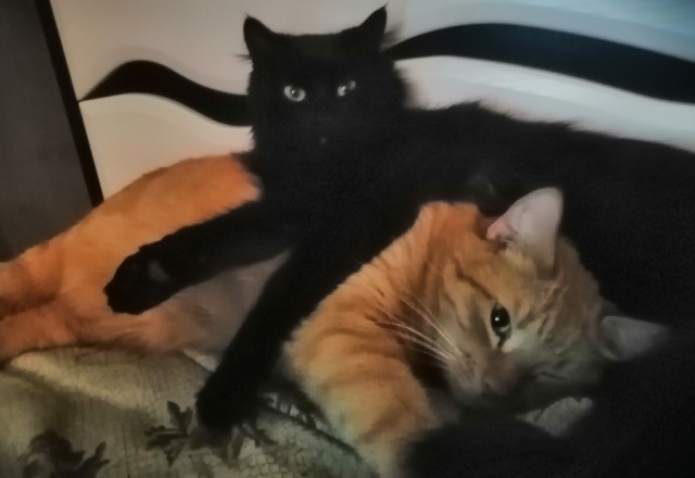 Давайте по котикам, которые с нами на самоизоляции