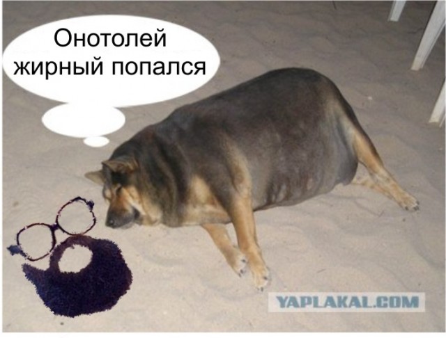Фотожаба: О чем же думает собака?....