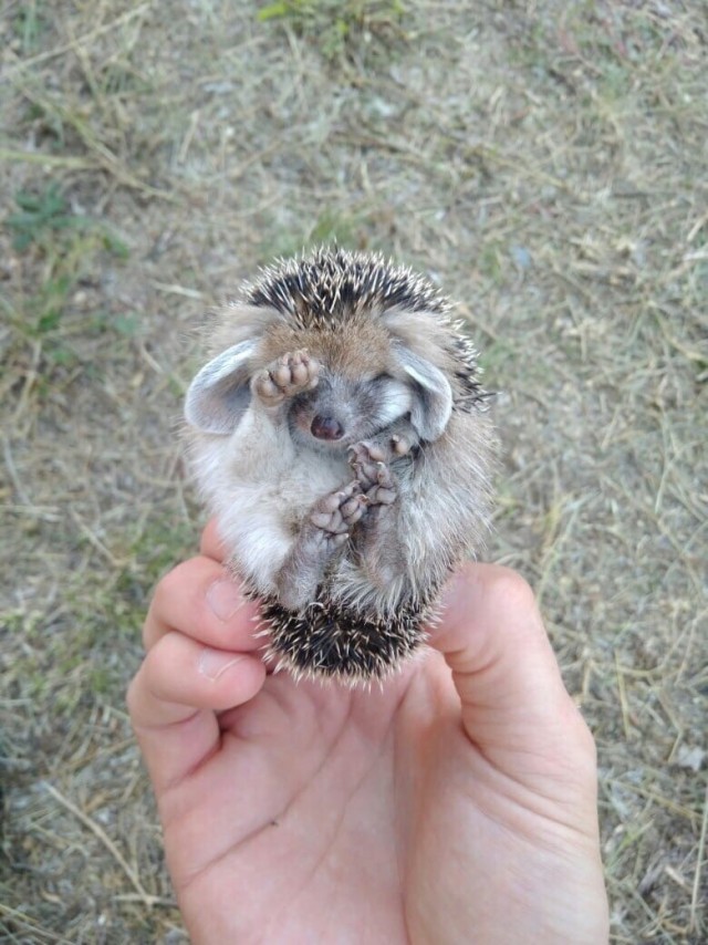 Эти забавные животные