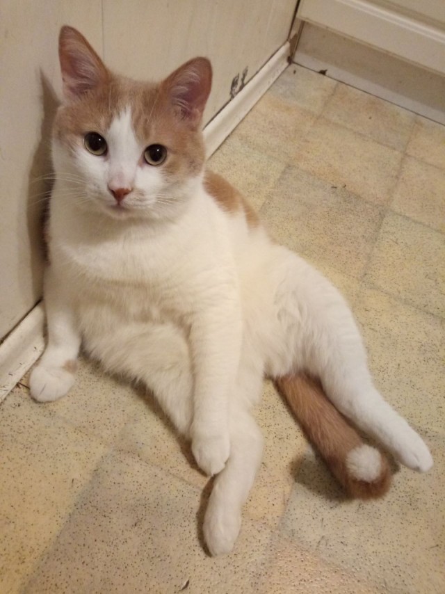 Котовторник