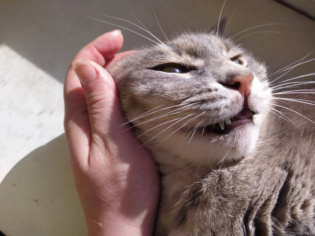 Эти забавные животные