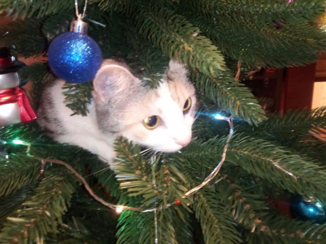 Последний котовторник 2020 года