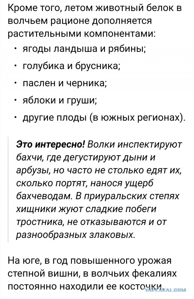 Москвичи кормят своих животных лучше, чем питаются пенсионеры в провинции: Реакция женщины на рацион леонбергера Мони
