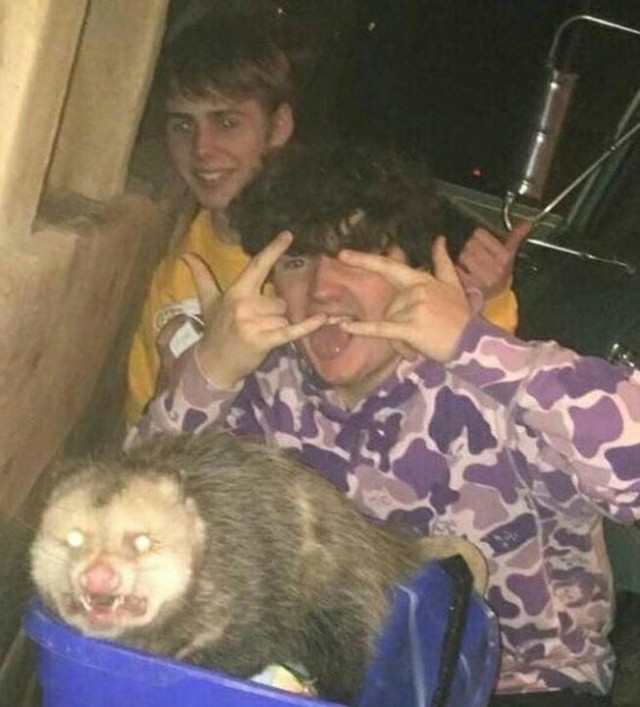 Опоссумы