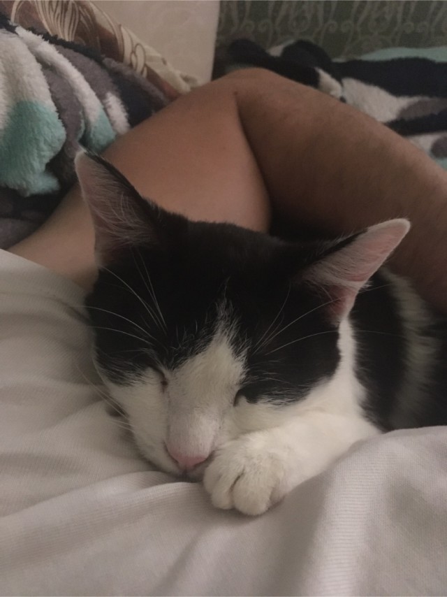 Котовторник же!