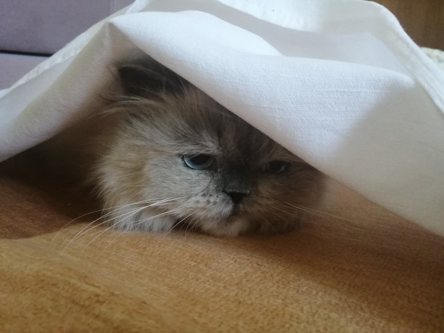 Даешь котовторник!