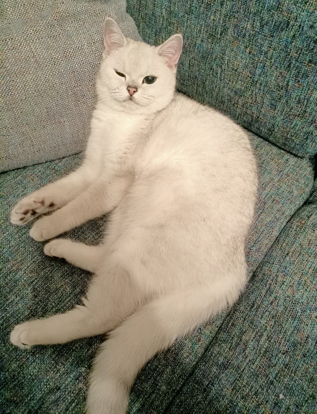 Даешь котовторник!