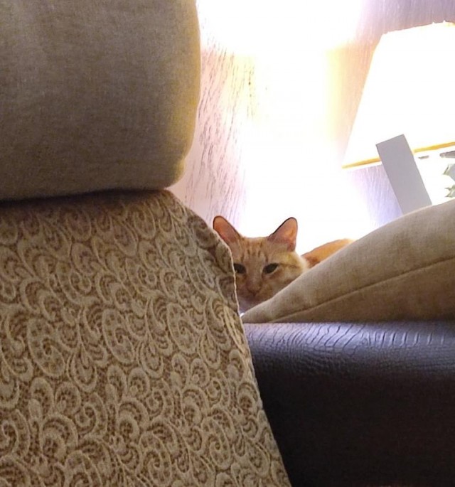 Вторник. Кото-вторник...
