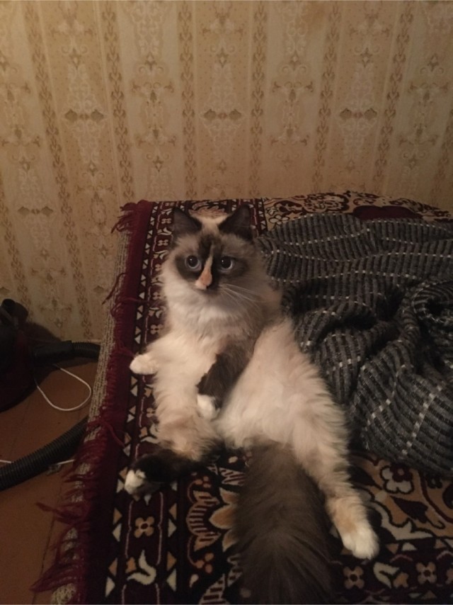 Что-то котовторник никто не начинает...