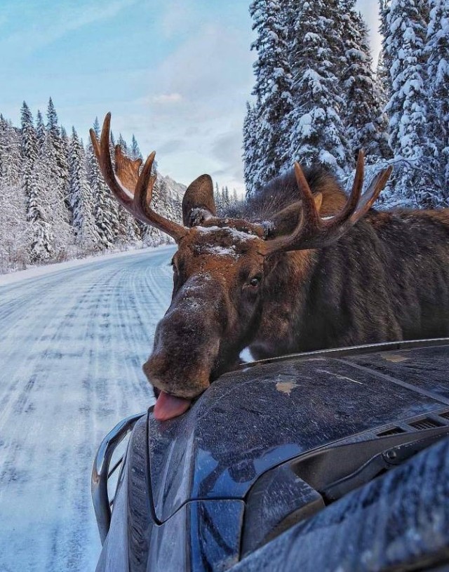 Не квакай!