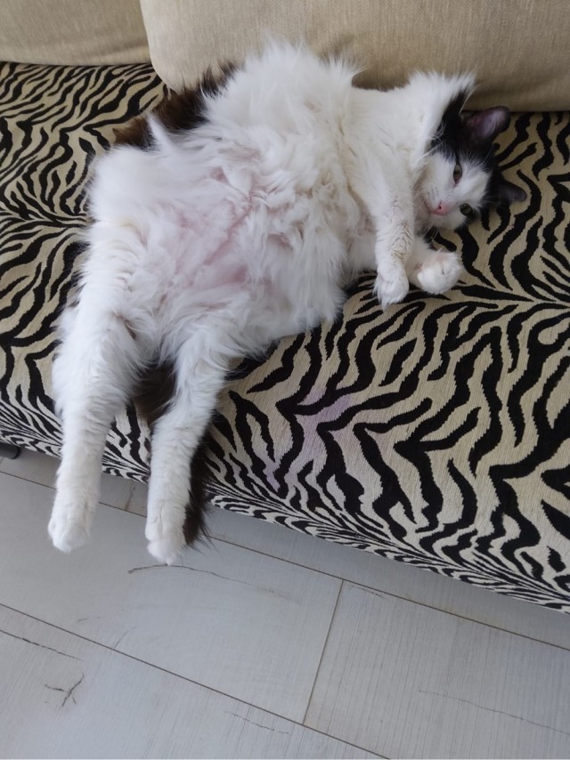 Ну, поехали в котоввторник!
